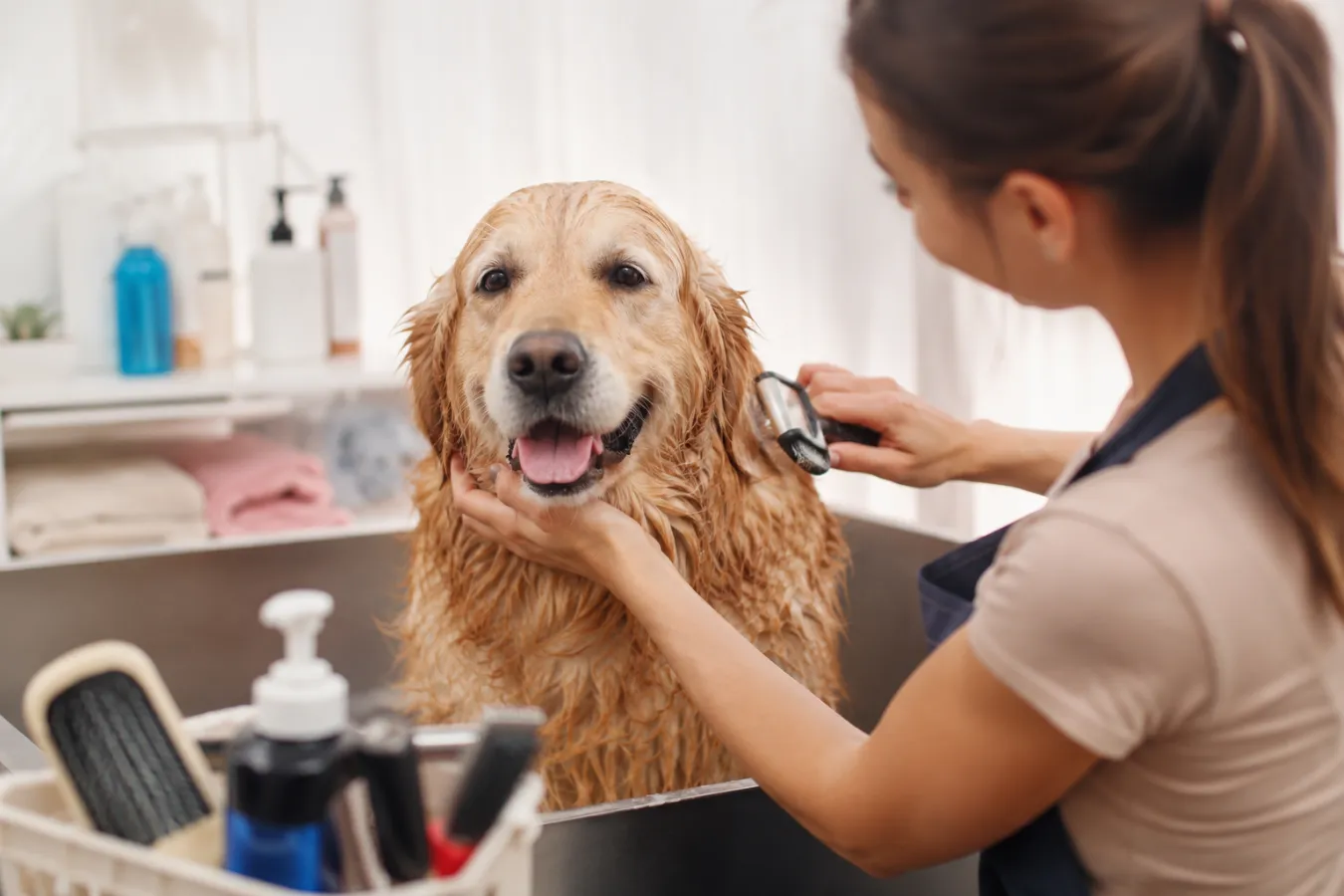 Essential Dog Grooming Tips Every Pet Owner Should Know